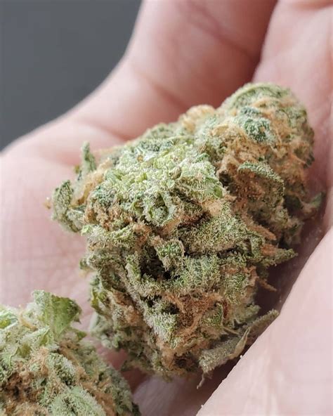 Strain Review Blue Dream By Unknown Breeder The Highest Critic