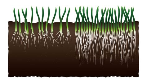 Tall Fescue The Chafer Resistant Grass Cutting Edge Vancouver