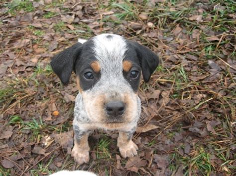 Zeke Cutest Blue Tick Hound Mix Bluetick Coonhound Unconditional
