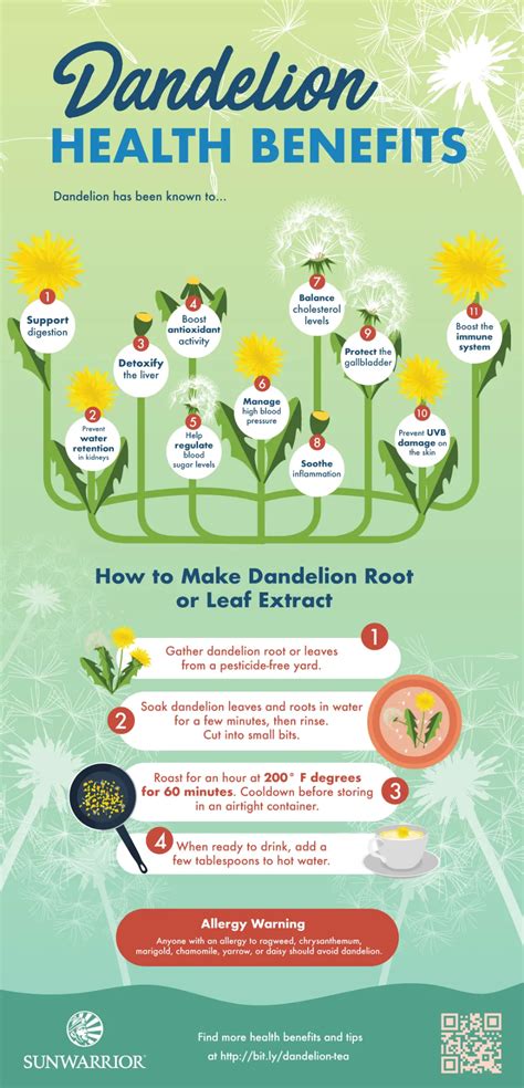 Dandelion Health Benefits Leaves And Root Infographic Dandelion