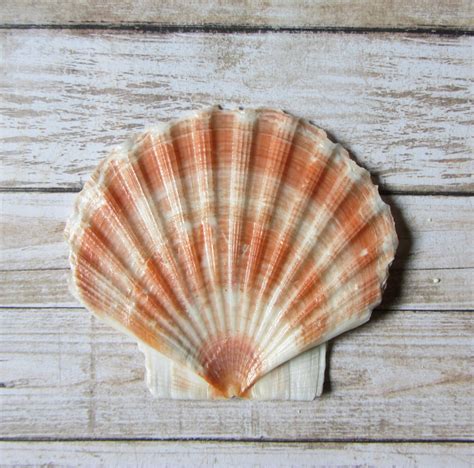 Beach Decor Seashell Flat Irish Scallop Sea Shell For