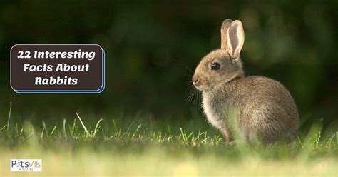 22 Interesting Facts About Rabbits Fun Things To Know