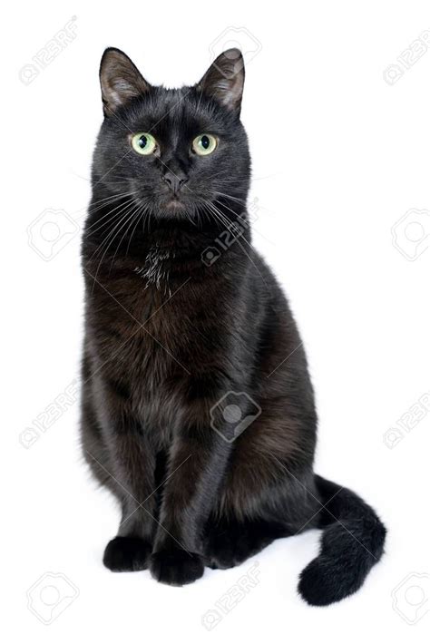 Image Result For Cat Sitting Cat Sitting Cats Black Cat
