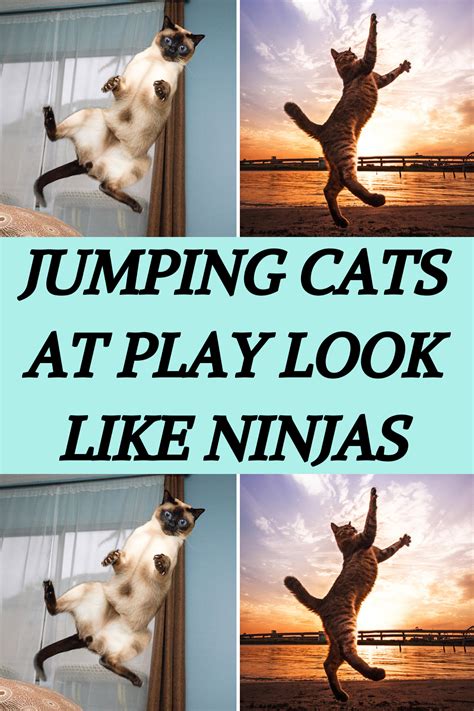 Jumping Cats At Play Look Like Ninjas Artofit