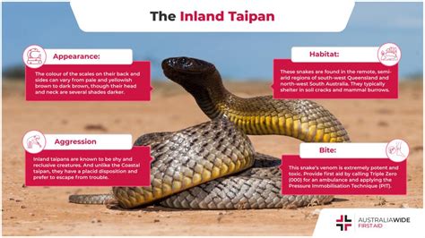 The Taipan Snake Facts
