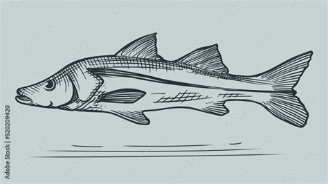 Hand Drawn Sketch Snook Fish Illustration Vector Isolated Clip Art