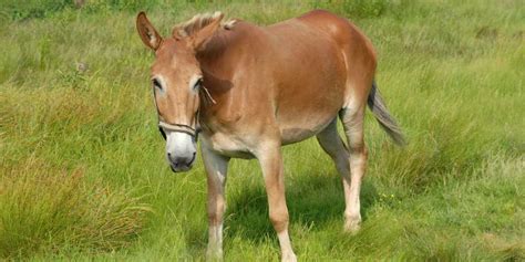 mule history interesting facts