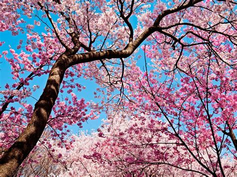 16 Cosas Curiosas Sobre Los Cerezos En Flor Flor De Cerezo Arbol De Cerezo Arboles De Sakura