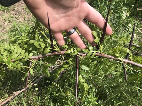 Thorns Of A Locust Tree In East Texas Rnatureismetal
