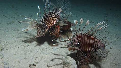 Invasive Lionfish Hunt In Packs And Destroy Ecosystems