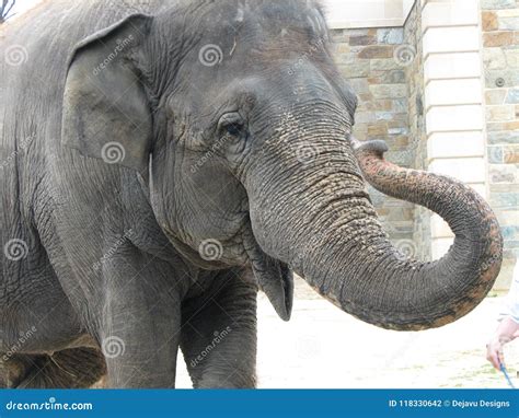 Elephant With His Trunk Curled Up Stock Photo Image Of