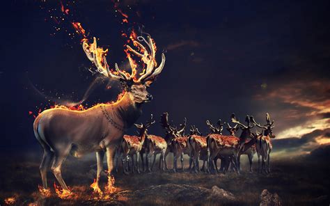 Fire Animals Wallpapers Wallpaper Cave