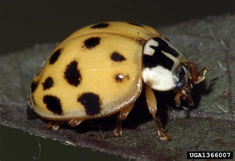 Multicolored Asian Lady Beetle Harmonia Axyridis Coleoptera