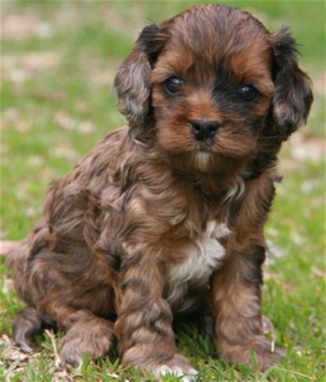 Cockapoo puppies for sale and dogs for adoption in iowa, ia. Puppies for sale - Cockapoo, Cockapoos - ##f_category## in ...