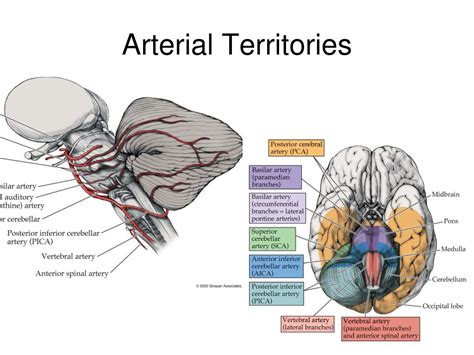 Ppt Chapter 14 Brainstem Iii Internal Structures And Vascular Supply