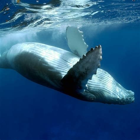 Underwater Noise Is A Threat To Marine Life Omtimes Magazine