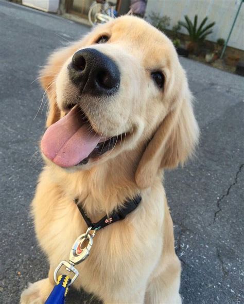 Pinterest ☓ Cmbenney Dogs Golden Retriever Golden Retriever