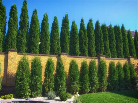 Tall Privacy Plants 10 Best Evergreens For Privacy Screens And Hedges