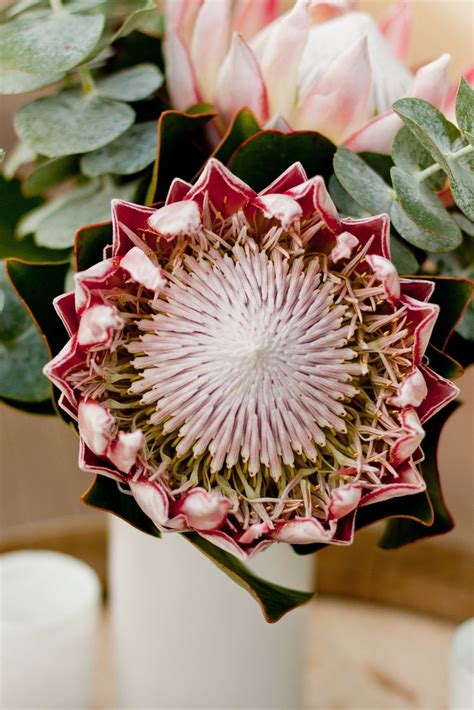 227 Best Images About Protea Flowers On Pinterest Mink Protea Flower