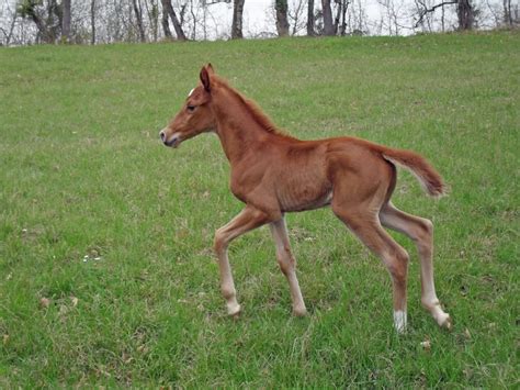 Brown Baby Horse Running On Field Free Image Peakpx
