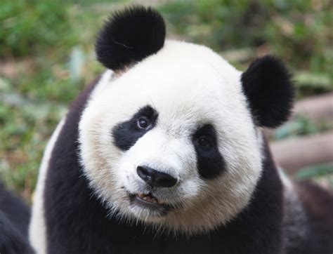 Pets friendly and care concept. Cute Panda Bears - Animals Photo (34916401) - Fanpop