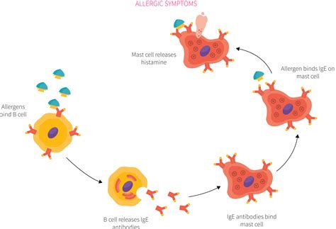 Do Probiotics Improve Quality Of Life In Seasonal Allergies Study