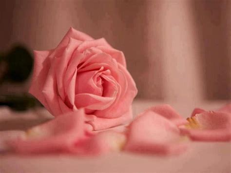 Gifs Les Roses Page 12