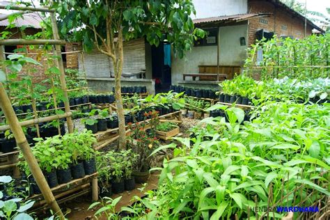 pertanian pekarang rumah sebagai bertani modern  sehat