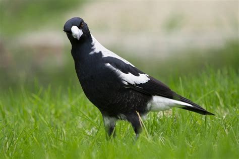 They steal food from other birds and animals. Australian Magpie Facts, Habitat, Diet, Life Cycle, Baby ...