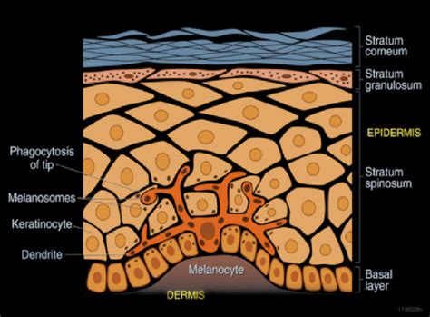 Shown Is A Diagram Of A Melanocyte In The Basal Layer Of The Epidermis