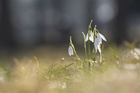 Spring Snowdrop Free Photo On Pixabay Pixabay