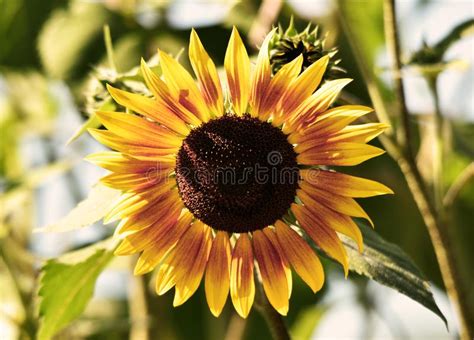 Girasol Imagen De Archivo Imagen De Flores Cubo Flor 123050011