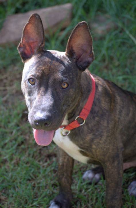 5 hardluck hounds in need of a new home this winter daily telegraph