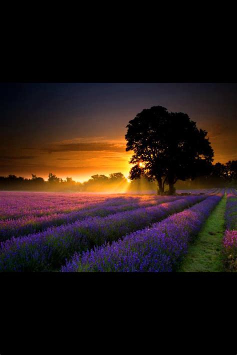 Sunset On Lavender Nature Beautiful Landscapes Landscape