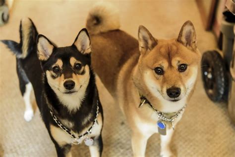 List Of Popular Siberian Husky Mixes With Pictures