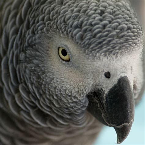 African Gray Parrot Pentax User Photo Gallery