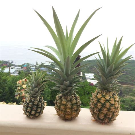 Pin On Exotic Fruits Of Hawaii