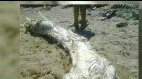 Mysterious ‘horned Sea Monster Washes Up On Spanish Beach