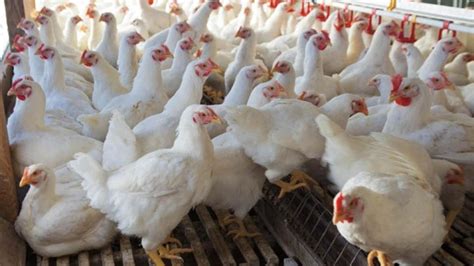 Culling In Poultry Production What You Need To Know