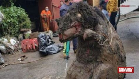 Terrifyingly Giant Rat Found In The Sewer Runway Pakistan
