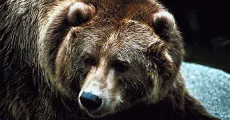 Grizzly Bear Mauls St Paul Hiker In Glacier National Park Cbs Minnesota
