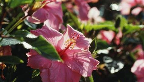 How To Get Rid Of Black Aphids On A Hibiscus Garden Guides