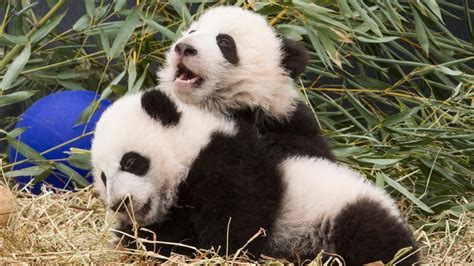 Panda Cubs Born At Toronto Zoo Named Canadian Hope And Canadian Joy