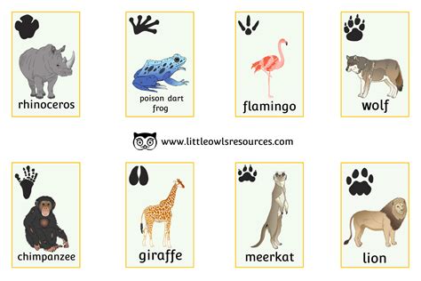 Free Zoo Animal Snap Cards Printable Early Yearsey Eyfs Resource