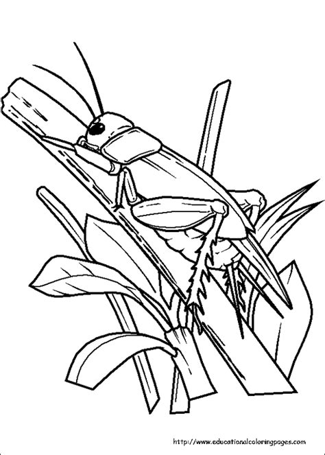 insects coloring pages   kids