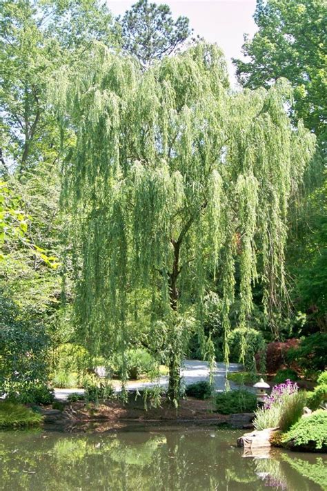 155 Best Willow Treesso Beautiful Images On Pinterest