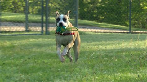 Meet Humane Society of Chittenden County Animals Looking For New Homes