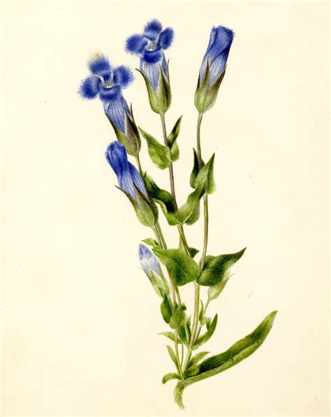 Always start light and slowly darken your shadows. Harvard University Herbaria - Botany Libraries Archives ...