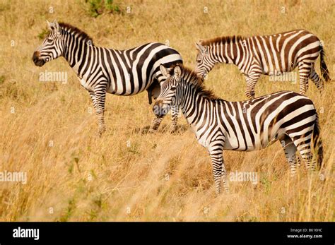 Plains Zebra Common Zebra Or Burchells Zebra Equus Quagga During