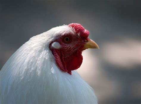 Not sure which chicken breed is for you? Chantecler • Insteading Chicken Breeds Guide